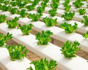  Small Spaces, Big Harvest: Urban Farming On The Rise